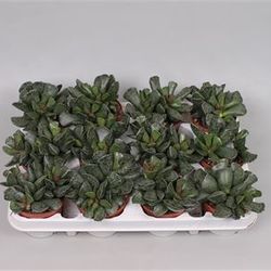 Adromischus Coop T8 H15 - double