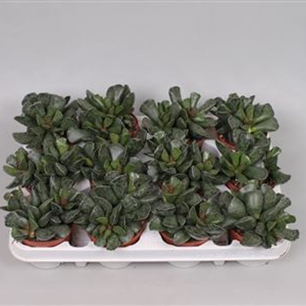 Adromischus Coop T8 H15 - double