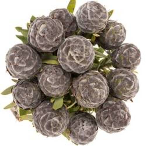 Leucadendron grau Pubescens 50cm