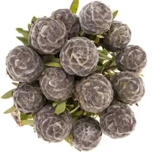 Leucadendron grau Pubescens 50cm
