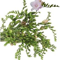 Freesie rosa gefüllt Honeymoon 18 Gramm