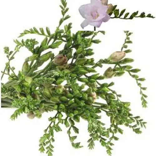 Freesie rosa gefüllt Honeymoon 18 Gramm