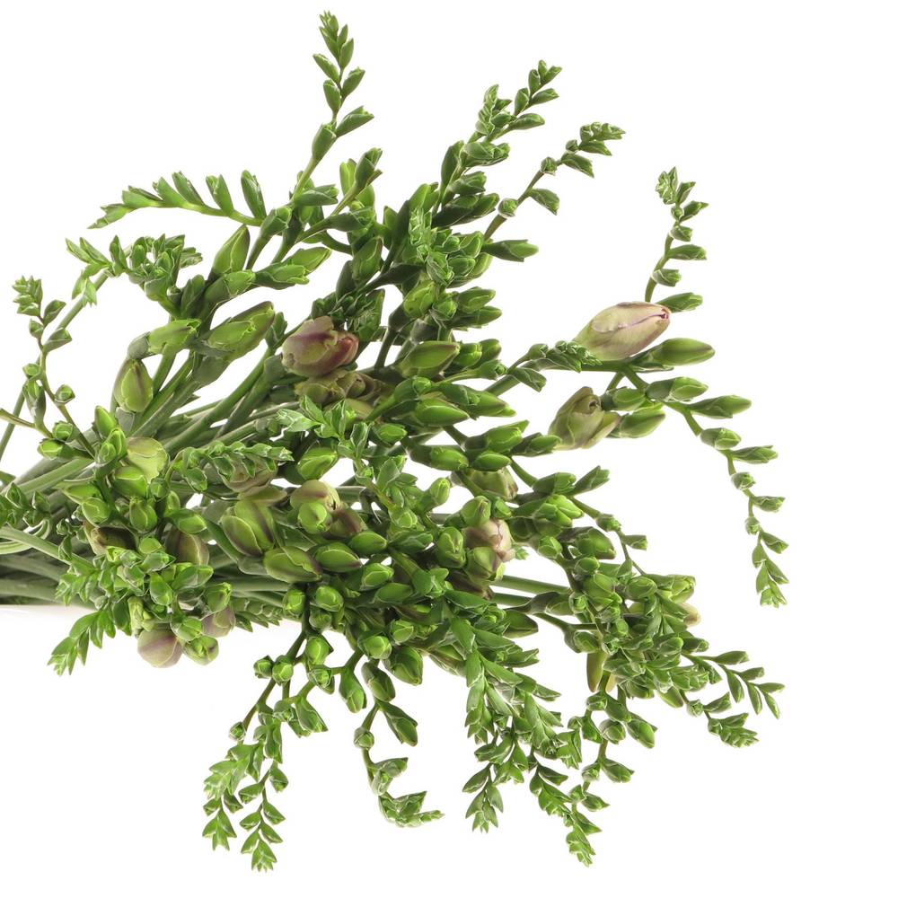 Freesie rosa gefüllt Honeymoon 18 Gramm