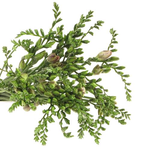 Freesie rosa gefüllt Honeymoon 18 Gramm