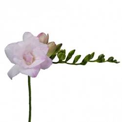 Freesie rosa gefüllt Honeymoon 18 Gramm