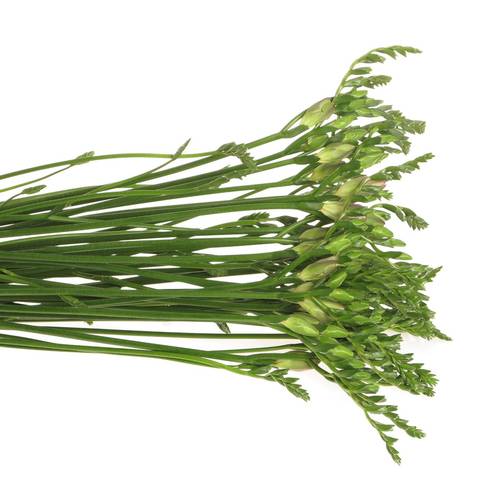 Freesie rosa gefüllt Honeymoon 18 Gramm