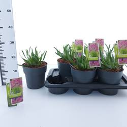 Allium Millenium T17 H030
