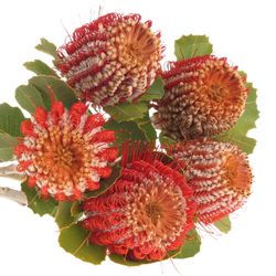 Protea rot Coccinea 40cm