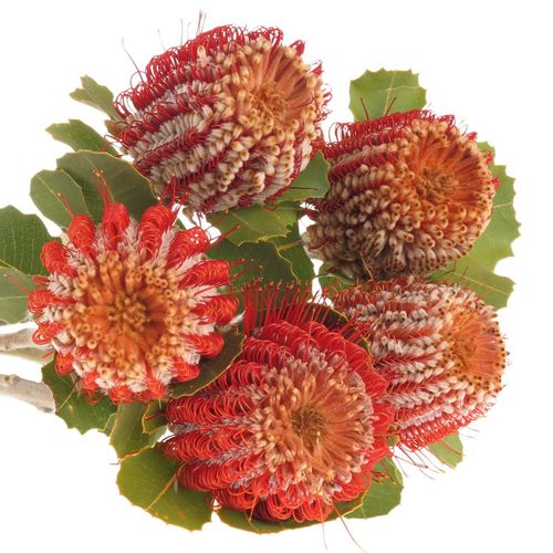 Protea rot Coccinea 40cm