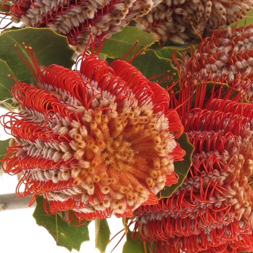 Protea rot Coccinea 40cm