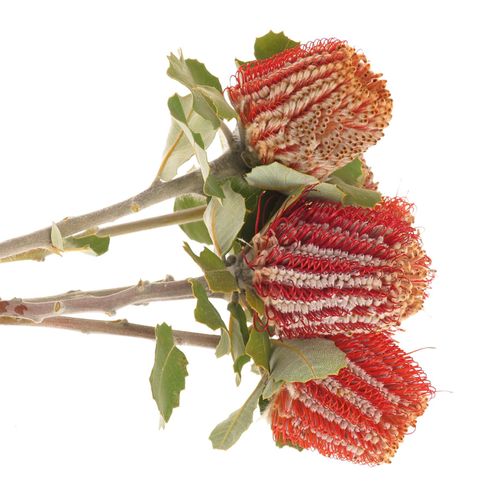 Protea rot Coccinea 40cm