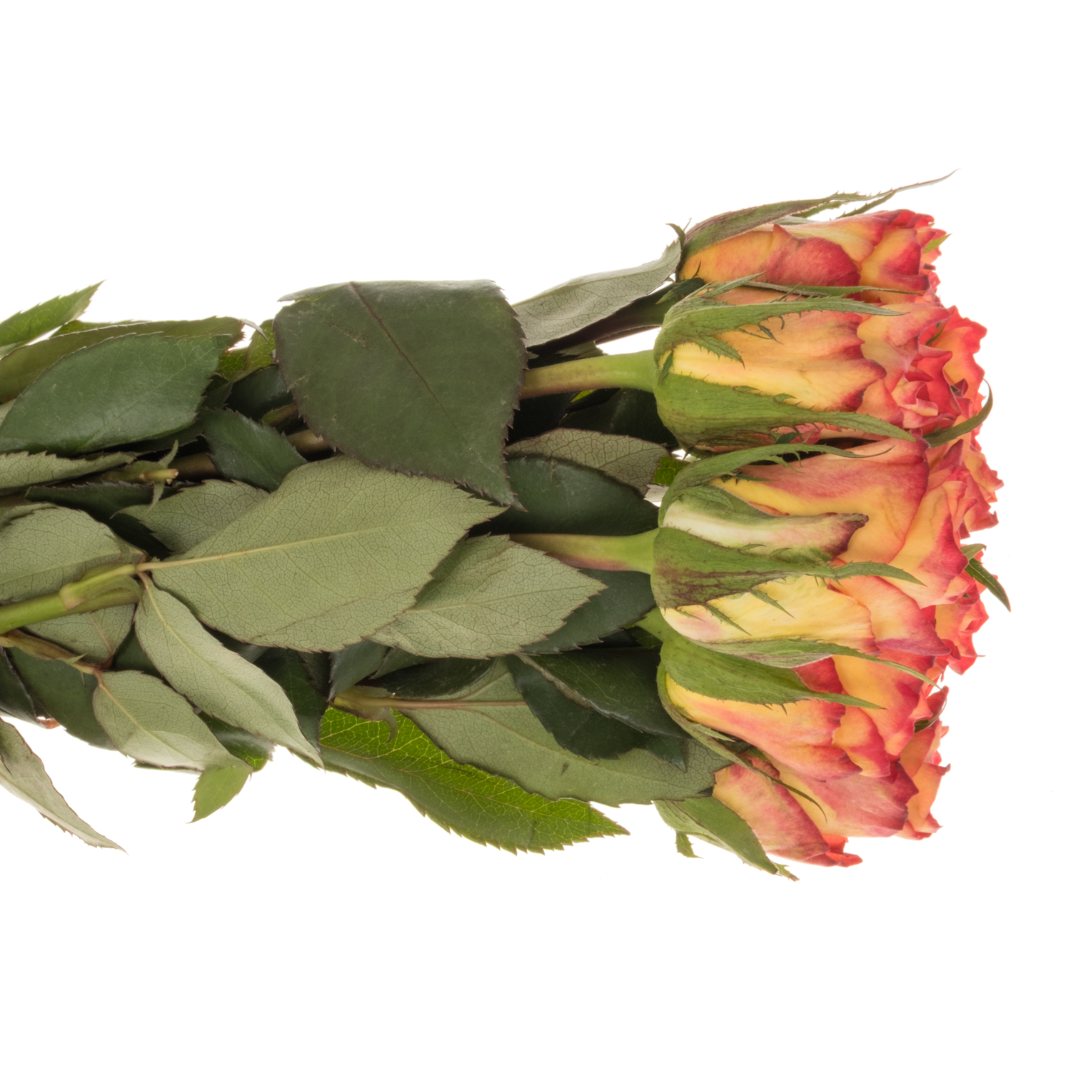 Rose orange/hell gelb Inka 40cm