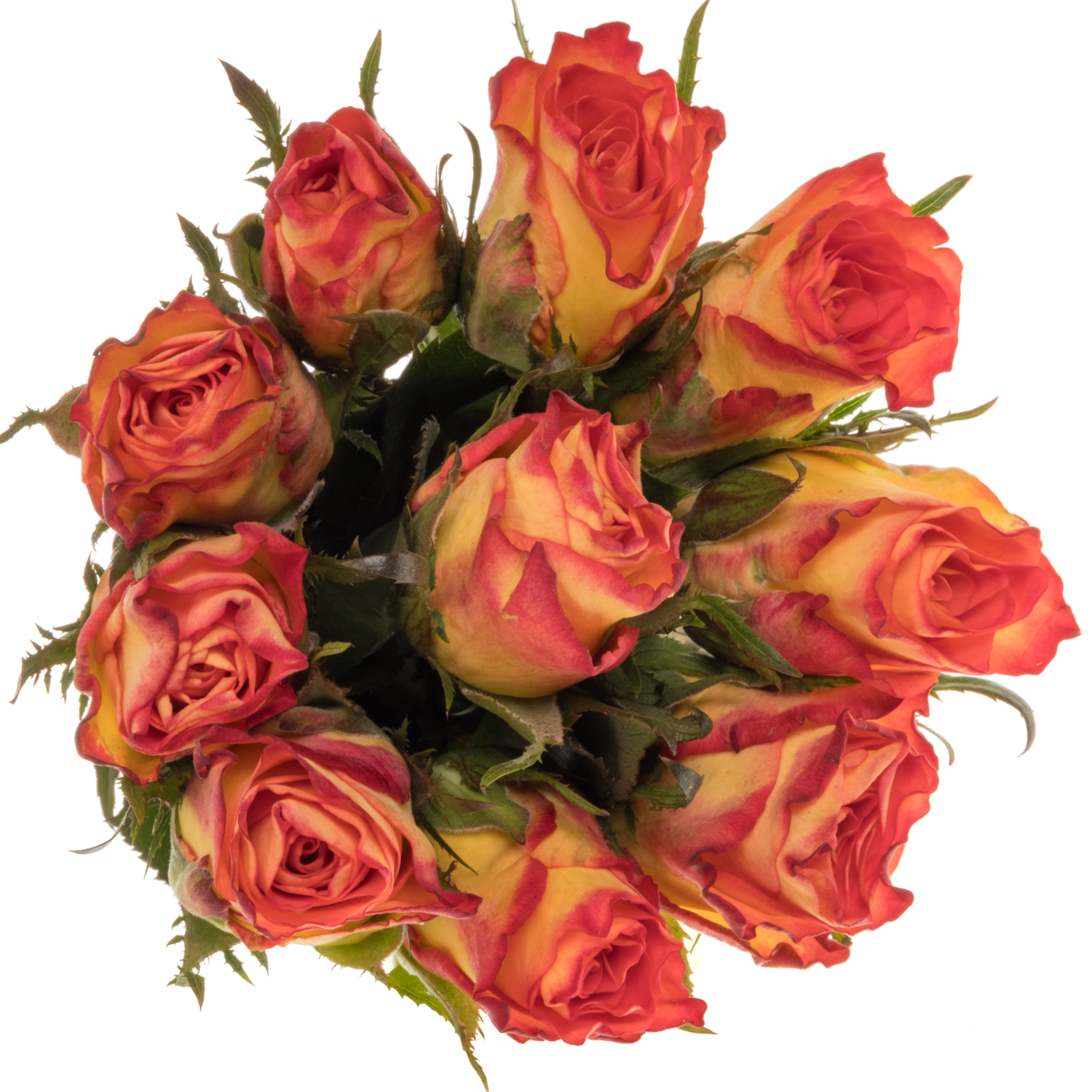 Rose orange/hell gelb Inka 40cm