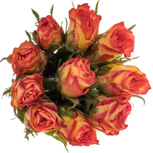 Rose orange/hell gelb Inka 40cm