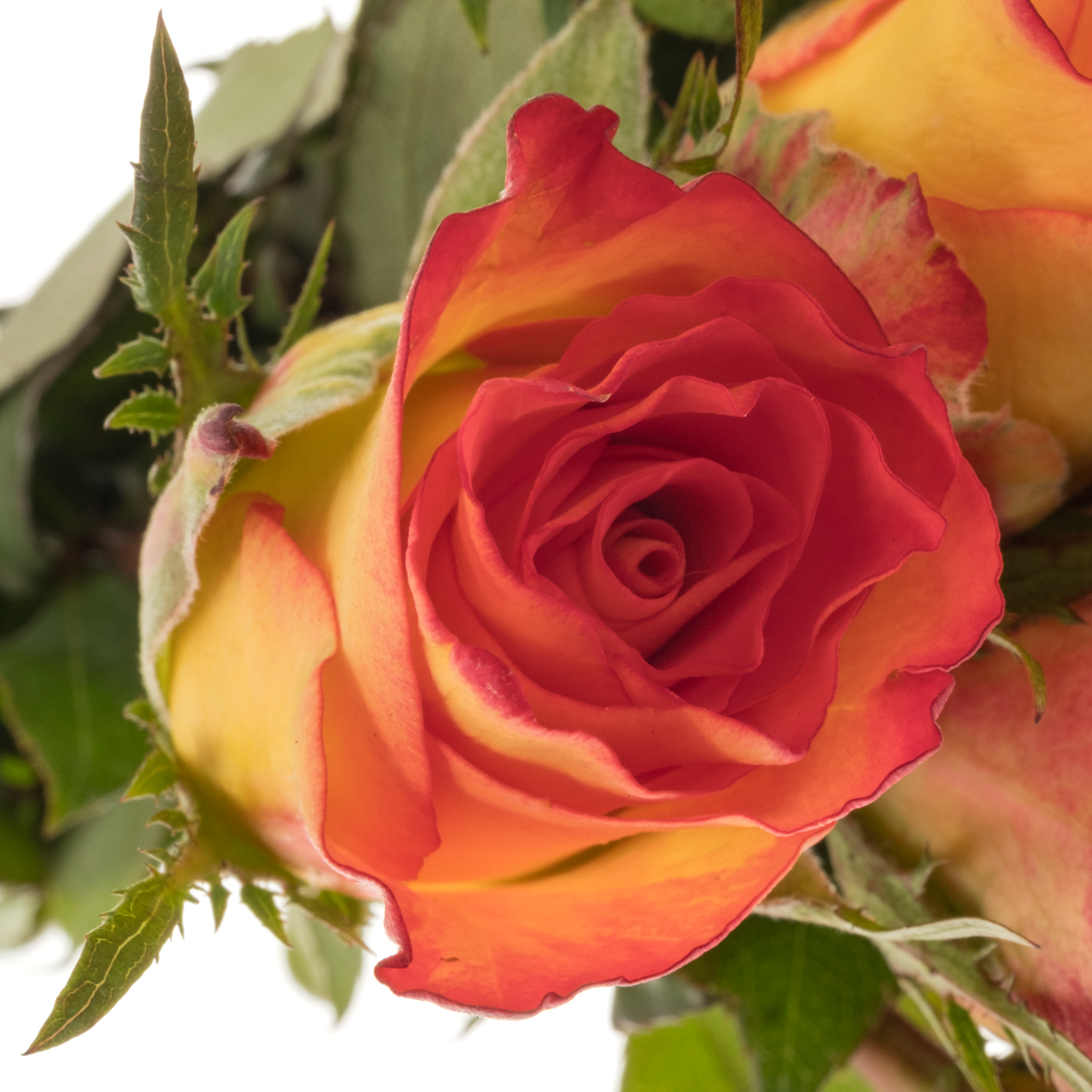 Rose orange/hell gelb Inka 40cm