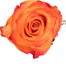 Rose orange/hell gelb Inka 40cm