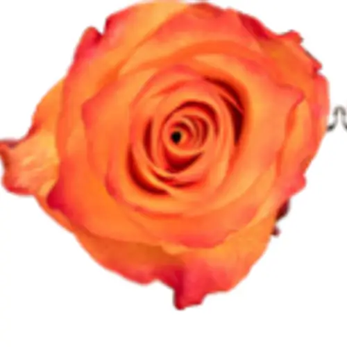 Rose orange/hell gelb Inka 40cm