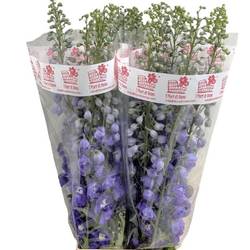 Delphinium milka purple El Aur l purple 90cm