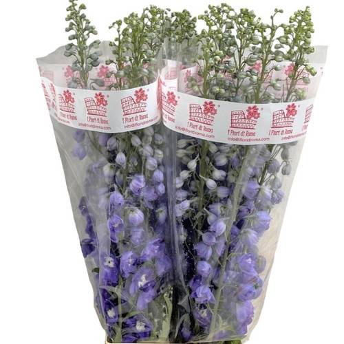 Delphinium milka purple El Aur l purple 90cm