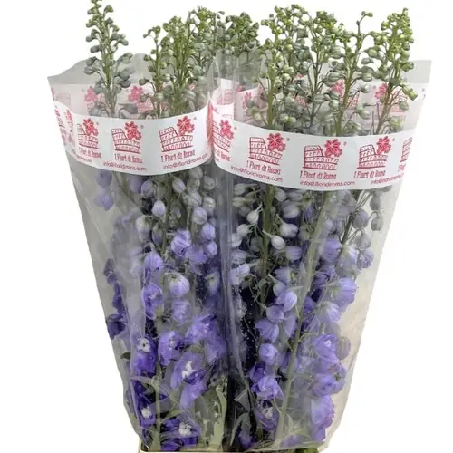 Delphinium milka purple El Aur l purple 90cm