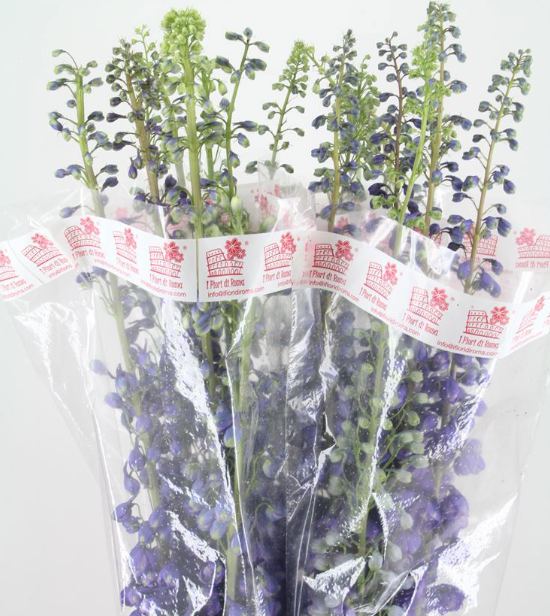 Delphinium milka purple El Aur l purple 110cm