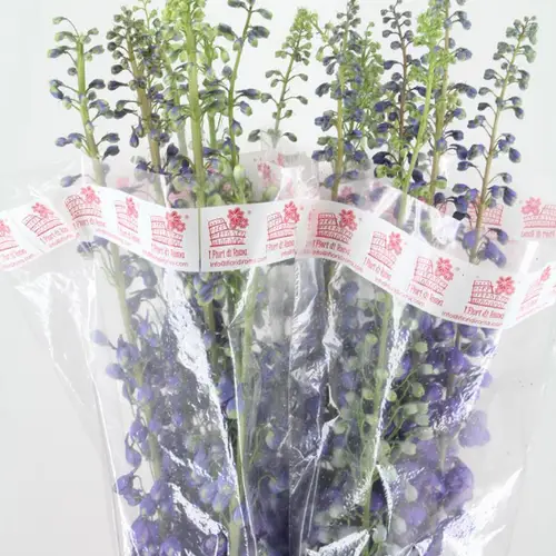 Delphinium milka purple El Aur l purple 110cm