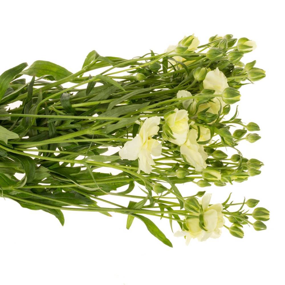 Ranunkel creme / weiss Butterfly Graces 50cm