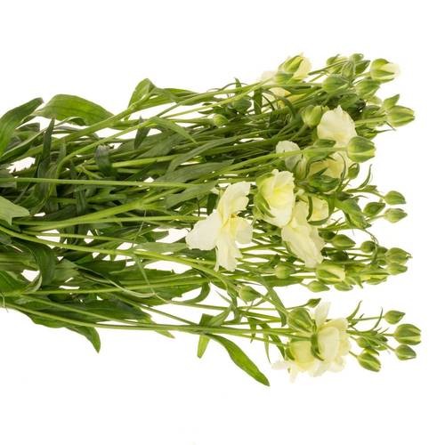 Ranunkel creme / weiss Butterfly Graces 50cm