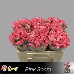 Rose verzweigt rosa Pink Boom 4+Blüte 40cm
