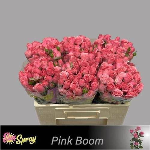 Rose verzweigt rosa Pink Boom 4+Blüte 40cm