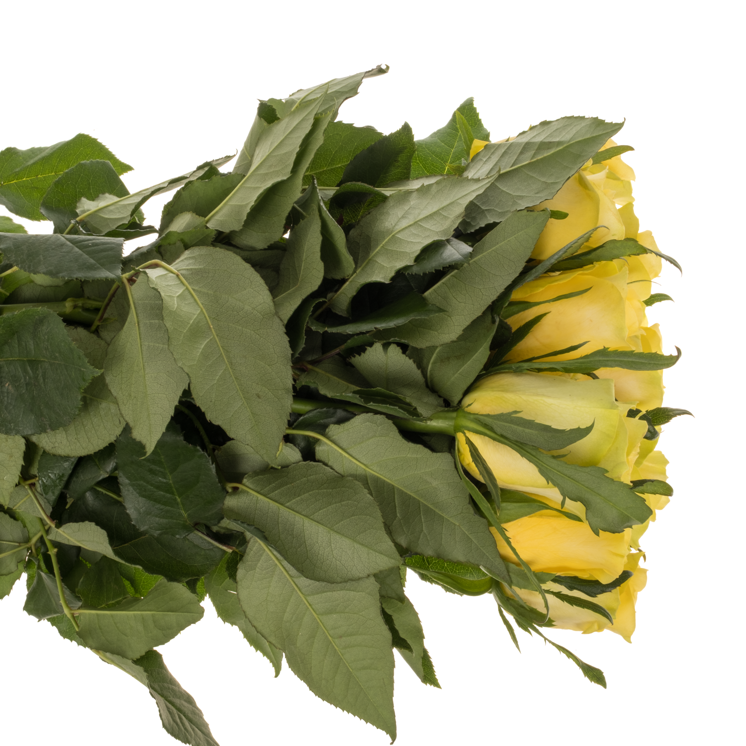 Rose gelb Lemon Strike 60cm
