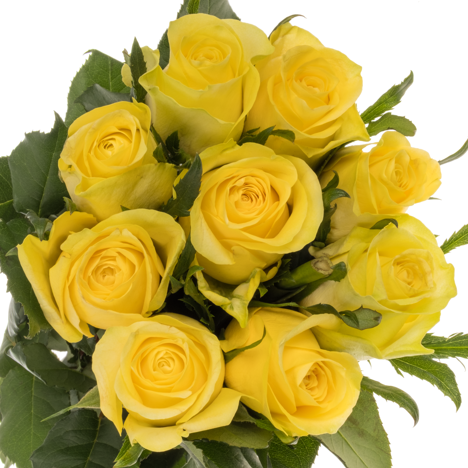 Rose gelb Lemon Strike 60cm