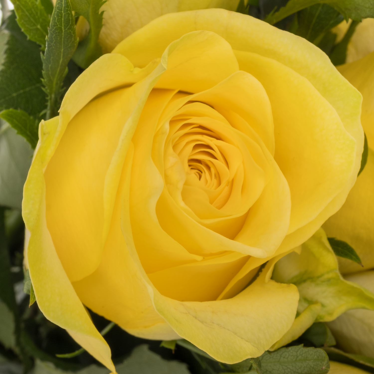 Rose gelb Lemon Strike 60cm