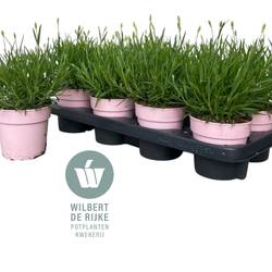 Lavendel angustifolia rosa T12 H030