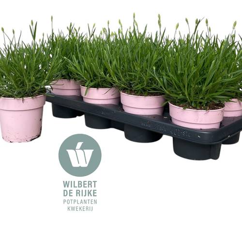 Lavendel angustifolia rosa T12 H030