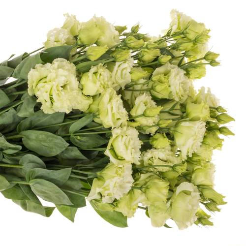 Lisianthus grün Bigsun 5+Blüte 70cm