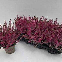 Calluna rosa Paula Schnapch. Von Uhr T12 H015