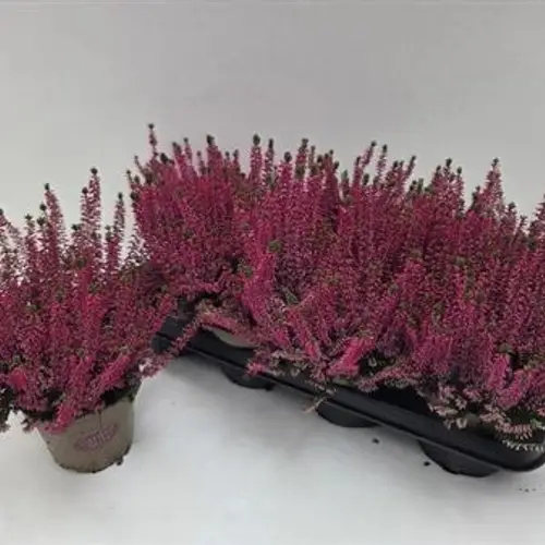 Calluna rosa Paula Schnapch. Von Uhr T12 H015