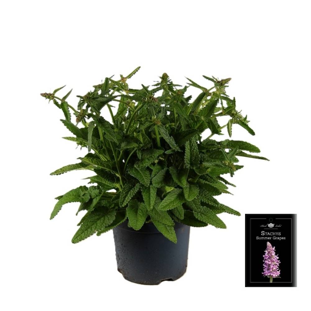 Stachys lila Summer Graps T19 H055
