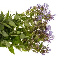 Phlox milka Miss Lolita 70cm