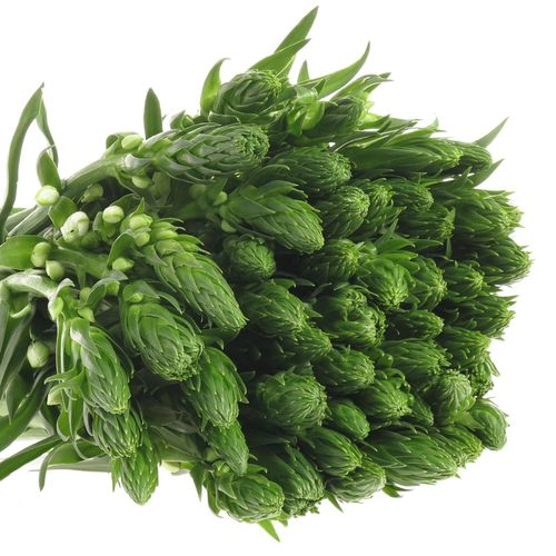 Ornithogalum weiss White Star 35cm x20