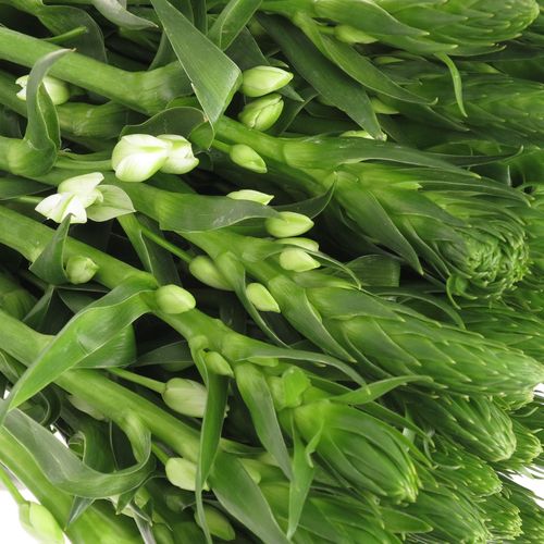 Ornithogalum weiss White Star 35cm x20