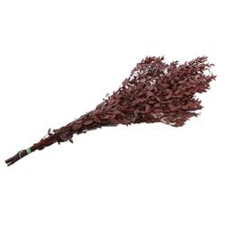 Trocken Eucalyptus rot 150gr L65cm