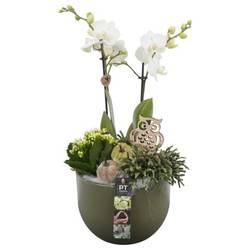 Phal.Arr PTHI5551 Herbst T19 H046