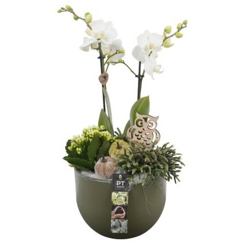 Phal.Arr PTHI5551 Herbst T19 H046