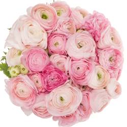 Ranunkel rosa hell Elegance Pink 40cm x 30