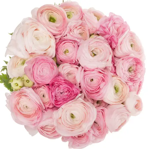 Ranunkel rosa hell Elegance Pink 40cm x 30