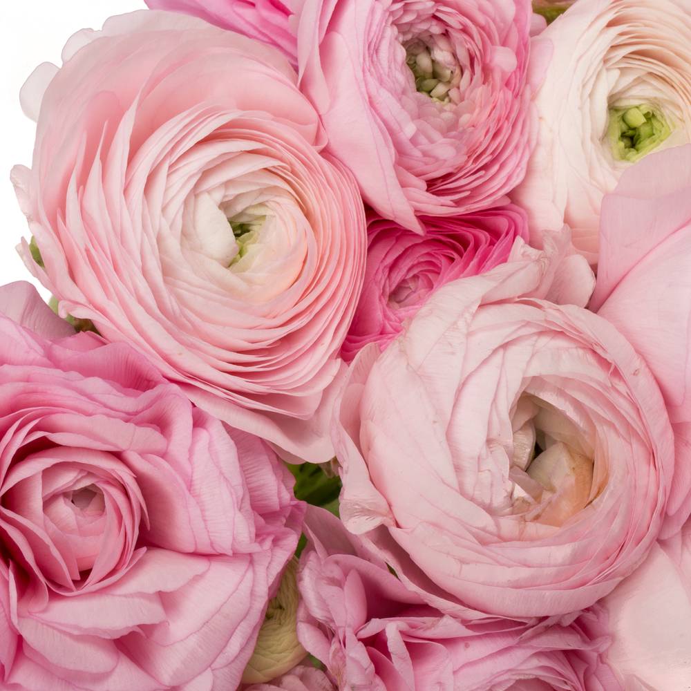 Ranunkel rosa hell Elegance Pink 40cm x 30
