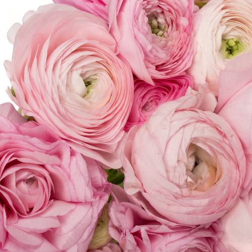Ranunkel rosa hell Elegance Pink 40cm x 30
