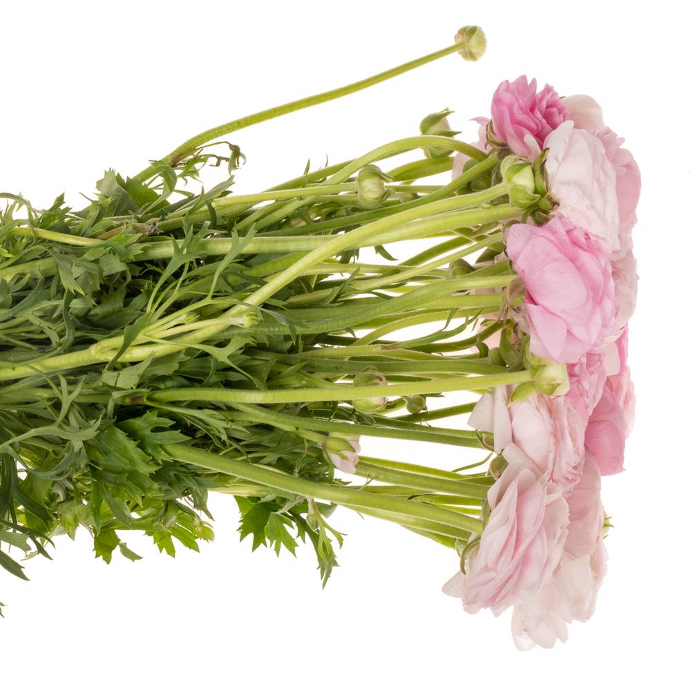 Ranunkel rosa hell Elegance Pink 40cm x 30